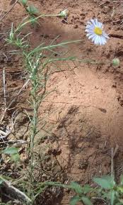 Image result for Felicia muricata