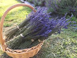 For any auckland flower delivery, bouquets containing white, pink and yellow roses are a popular choice. Lavender Dried Flowers Lavandula Angustifolia Nz Lavender Farm Lavender Backyard Garden