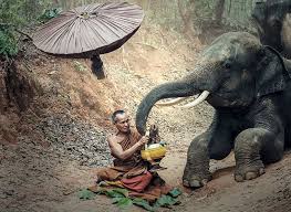 Download now jual nisa colection sarung cap gajah duduk serumpun sarung dewasa bagus dan kota bandung nisa maulidza tokopedia. Foto Sketsa Pria Gajah Hitam Siang Hari à¸žà¸£à¸° Dewasa Binatang Piqsels
