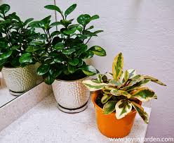Pruning Propagating A Baby Rubber Plant Propagating Plants Peperomia Plant Plants