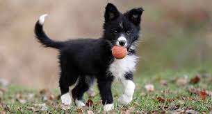 Maybe you would like to learn more about one of these? Boder Collie Temperament From Hard Worker To Pampered Pet