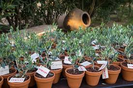 Μεγκα η γη τησ ελιασ. H Gh Ths Elias Oloi Oi Prwtagwnistes Edwsan To Paron Sthn Avant Premiere Ths Seiras Fwtografies