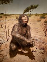 Image result for Austrosynotis