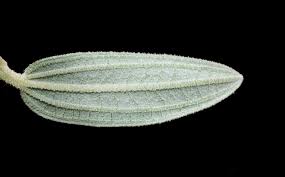 Image result for Heterotis canescens