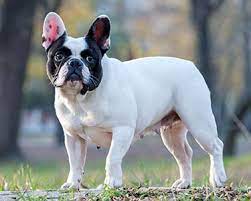 American bully is originated from united states but french bulldog is originated from france. French Bulldog Dog Breeds Purina Australia