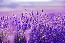 Best 33 Lavender Desktop Background On Hipwallpaper Beautiful Widescreen Desktop Wallpaper Desktop Wallpaper And Naruto Desktop Backgrounds Download cool lavender a2 desktop wallpaper and 3d desktop backgrounds, screensavers, live background wallpapers for free listed above from the directory flowers.
