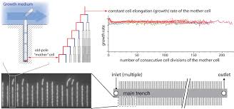 Three aspects of the cell theory. Fundamental Principles In Bacterial Physiology History Recent Progress And The Future With Focus On Cell Size Control A Review Iopscience