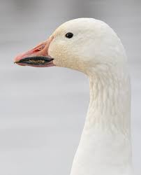 Eating Snow Geese - How To Cook And Eat A Snow Goose