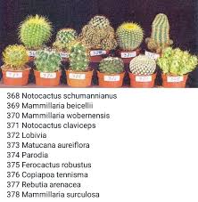Cacti can hold tons of water in their stems. 26 Cactus Names Ideas Cactus Names Cactus Cactus Types