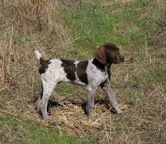 ✓ free for commercial use ✓ high quality images. Buying A Pup For Color Buggytown Bird Dogs