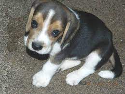 Beagle puppies for sale and dogs for adoption in oregon, or. Akc Show Beagle Puppies For Sale In Roseburg Oregon Classified Americanlisted Com