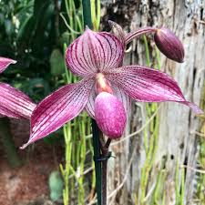 Image result for Rhipidoglossum delepierreanum