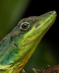 Image result for Anolis gemmosus