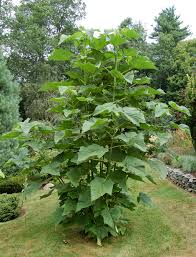 Image result for Paulownia