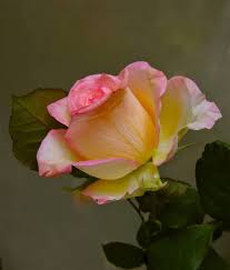 There are 20+ professionals named alexandra phoenix, who use linkedin to exchange information, ideas, and opportunities. Green With Pink Rose By Alexandra Zloto Rose Art Pink Artwork Rose