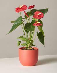 15 Air Purifying Plants To Cleanse Your Space Of Chemicals And Toxins In 2020 Plants Anthurium Easy Care Plants