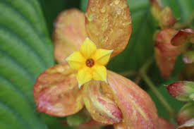 Image result for Mussaenda rivularis