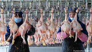 Secciones para influenza aviar (gripe aviar) síntomas y causas; China Confirma Primer Contagio Humano De Cepa De Gripe Aviar H10n3 El Mundo Dw 01 06 2021