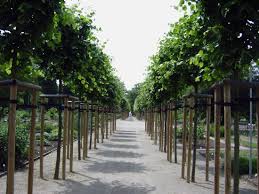 Informationen zu botanischer garten mainz. Botanischer Garten Mainz Ein Gast Aufnahme Von Botanischer Garten Mainz Tripadvisor