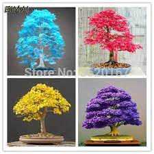 Check spelling or type a new query. 20 Pcs Rare Colorful Maple Tree Seeds Indoor Bonsai Plant 20 Pcs Bag Balcony Cactus Succulent Plants Home Garden