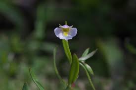 Image result for Vandellia