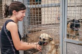 Animals tend to offer unlimited affection and companionship, lift spirits and lower stress. People Save And Help Homeless Dogs In Animals Shelter Woman Playing With Animals In The Cage Stock Photo Picture And Royalty Free Image Image 82633660