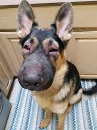 Perritos que aprendieron a no meterse con las abejas 🐝❤️🥺
