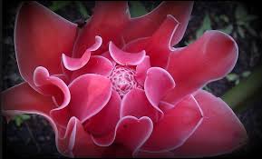 This group will count toward the photo's limit (60 for pro members, 30 for free members). Borneo Malaysia Rainforest Salomavillagestay Flora Flower Borneo Rainforest Flora Rainforest