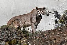 An autopsy of the victim is also scheduled for. Cougar Wikipedia