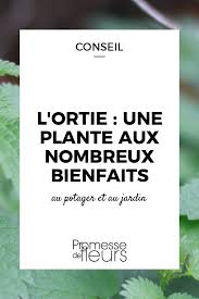 l 39 ortie piquante ou ortie blanche urtica dioica est une plante aux nombreux bienfaits suivez nos conseils pour bien l 39 ut ortie plante ortie plante