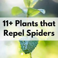 To harvest mint leaves, use sharp scissors to cut leaves and stems off your growing mint bush. How To Harvest Mint And What To Do With Lots Of Mint Together Time Family