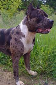 Pin By Jennifer Sadler On Never Saw A Pitbull That Looked Like That Beautiful Dogs Pitbull Terrier Dog Breeds