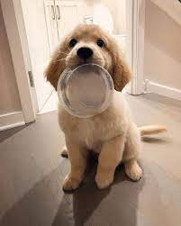 A List Of Items Every Puppy Owner Must Have To Help Take Care Of Their New Dog Puppies Cute Animals Cute Baby Animals