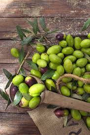 Olive trees does need to be fertilized especially in fruiting phase. Learn How To Grow Olive Trees In The Home Landscape Gardener S Path
