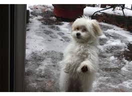 Maybe you would like to learn more about one of these? The Shih Poo A Shih Tzu Poodle Mix Pethelpful