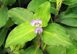 Image result for Commelina schweinfurthii