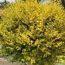 Image result for ligustrum ovalifolium