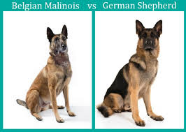 malinois vs german shepherd the ultimate comparison woof dog