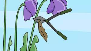 And certain pod types are not edible. How To Harvest Sweet Pea Seed Pods 15 Steps With Pictures