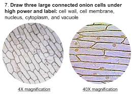 This experiment allows students to go from the plant on the desk, to observing a stained specimen under the microscope in less than 4 minutes (as shown in the images above). Lab Comparing Plant And Animal Cells Ppt Video Online Download