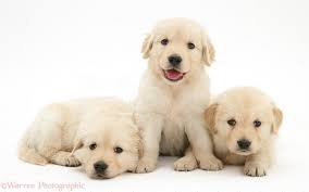 Pups at five and a half weeks. Dogs Three Golden Retriever Puppies 5 Weeks Old Photo Wp39788
