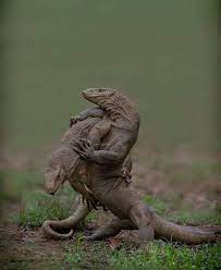 Black Follow Destination Wild For More Amazing Wildlife And Animals Photos Destination Wild Wildgeogr Monitor Lizard Animals Beautiful Cute Reptiles