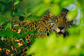 Endangered rainforest animals rainforest jaguar ecuador animals rainforest creatures. Top 10 Facts About Jaguars Wwf