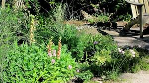 Image result for Clematis welwitschii