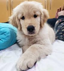 Top 10 Most Small Dog Breeds In The World Dog Lovers Small Dog Breeds Dog Breeds