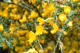 Image result for Cissus humbertii