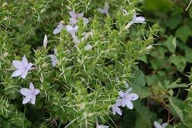 Image result for Barleria macrostegia