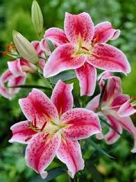 Ich Habe Eine Tonne Davon In Meinem Garten Star Gazer Lilies Davon Garten Gazer Lilies Meinem Tonne Lilien Blumen Lilien Beste Blumen