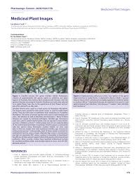 Image result for Elephantorrhiza goetzei