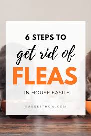 Failing to treat all of the areas will likely lead to treatment failure. How To Get Rid Of Fleas In House Fast Diy With These 6 Easy Steps In 2020 Flea In House Kill Fleas In House Flea Treatment For House